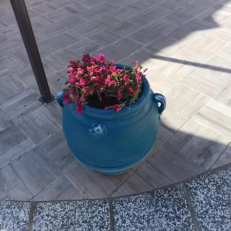 Casa Boi-dessena カーラ・リベロット